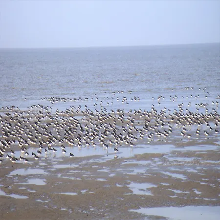 Nordsee Gulfhof 2 Mit Garten 60 Qm