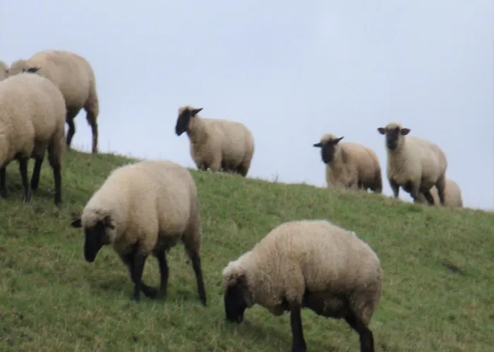 Nordsee Gulfhof 2 Mit Garten 60 Qm